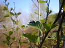 black alder، European alder
